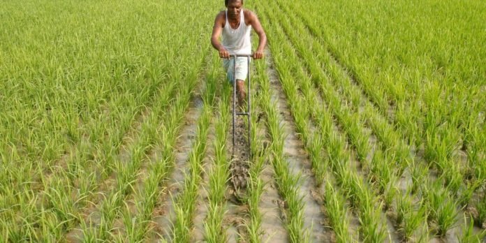 indian farmer farming